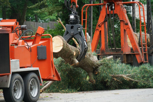 How Our Tree Care Process Works  in  South Vacherie, LA