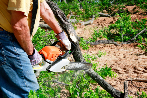 Professional Tree Care Services in South Vacherie, LA